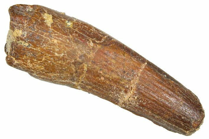 Fossil Spinosaurus Tooth - Feeding Worn Tooth #366470